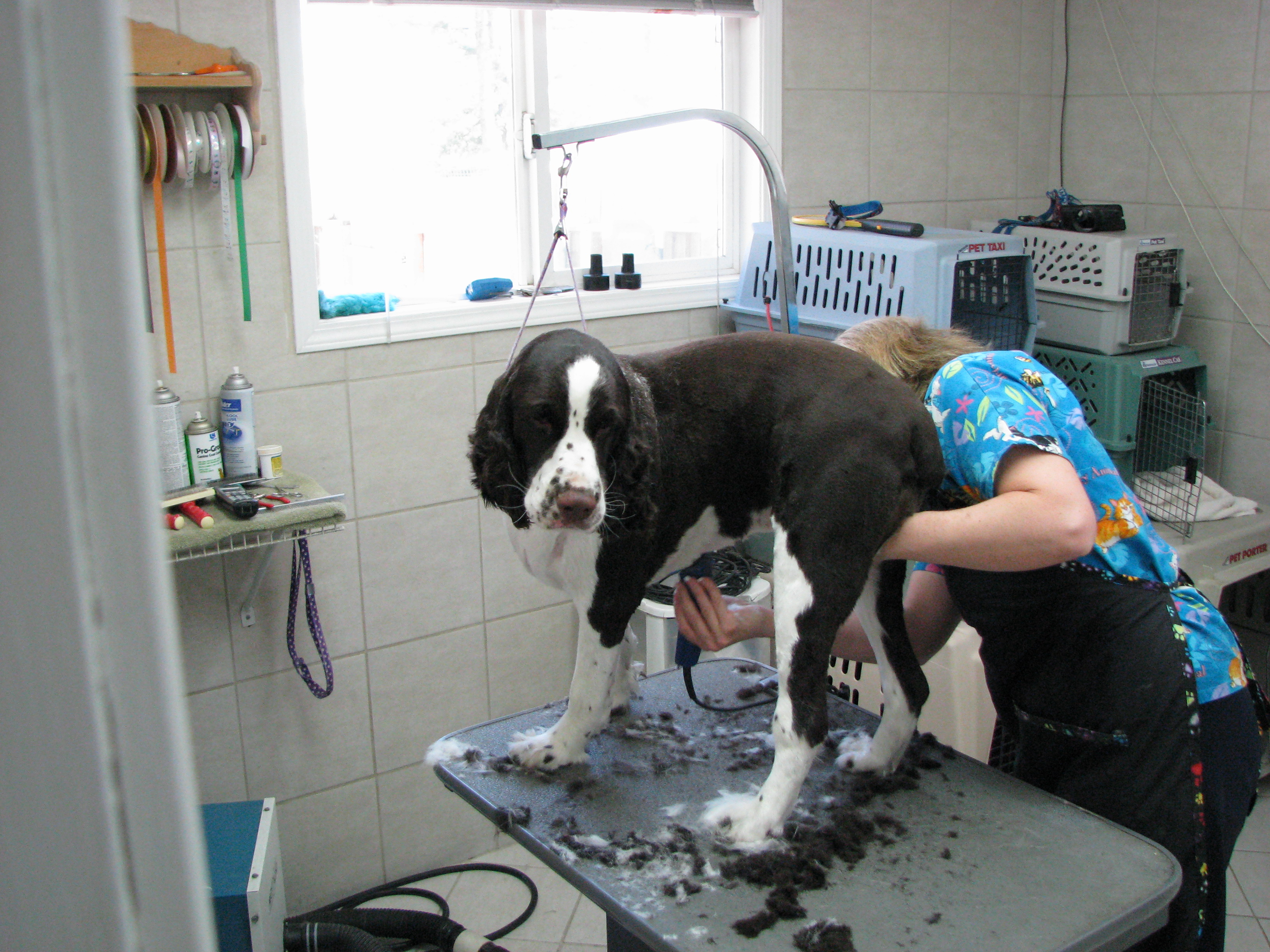 Cat, Dog Grooming | Santa Rosa, Windsor CA | Starr Pet Resort