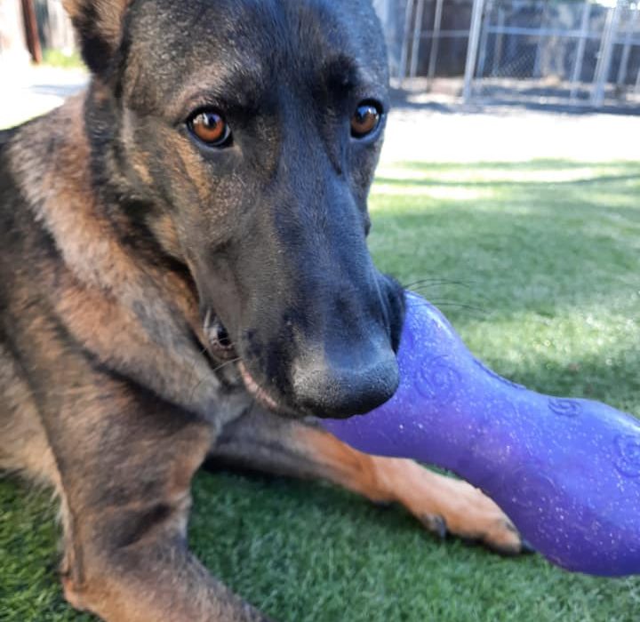 A German Shepherd lying on green grass holds a large purple chew toy in its mouth, looking directly at the camera.