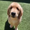 A golden retriever puppy sits on bright green artificial grass, looking up at the camera with a curious expression under the sunlight.