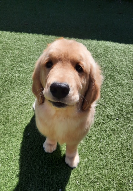 A golden retriever puppy sits on bright green artificial grass, looking up at the camera with a curious expression under the sunlight.