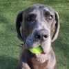 A large gray dog with floppy ears holds a bright green tennis ball in its mouth while sitting on green grass, looking up at the camera.