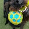 A black dog with shaggy fur holds a colorful blue and yellow ball in its mouth while standing on green grass, looking up playfully.