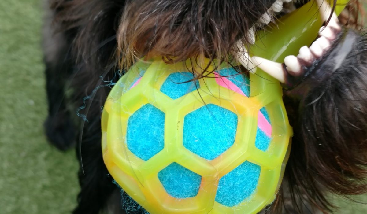 A black dog with shaggy fur holds a colorful blue and yellow ball in its mouth while standing on green grass, looking up playfully.