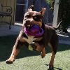 A muscular brown and tan dog leaps energetically in a yard with a purple toy in its mouth, ears flying back and teeth showing, captured mid-jump in bright sunlight.