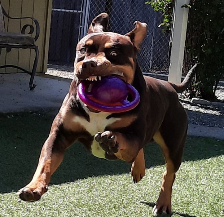 A muscular brown and tan dog leaps energetically in a yard with a purple toy in its mouth, ears flying back and teeth showing, captured mid-jump in bright sunlight.