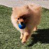 A fluffy, light-brown Pomeranian puppy walks on green grass while carrying a small blue ball in its mouth.