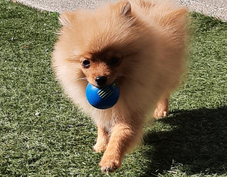A fluffy, light-brown Pomeranian puppy walks on green grass while carrying a small blue ball in its mouth.