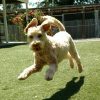 A light-colored, curly-haired dog is caught mid-air while jumping on a grassy lawn, with its ears flapping and a fence, flowers, and trees in the background.
