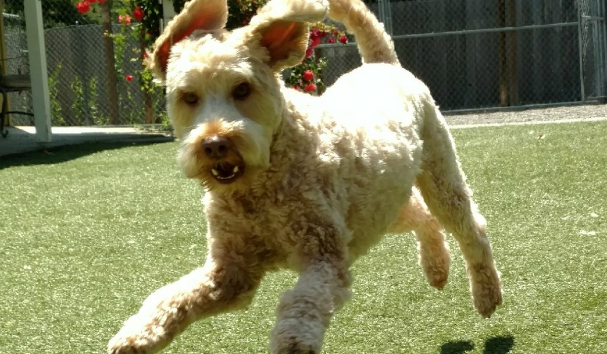 A light-colored, curly-haired dog is caught mid-air while jumping on a grassy lawn, with its ears flapping and a fence, flowers, and trees in the background.