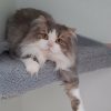 A fluffy gray and white cat with amber eyes lounges on a soft, gray platform, stretching one front leg down over the edge and gazing directly at the camera.