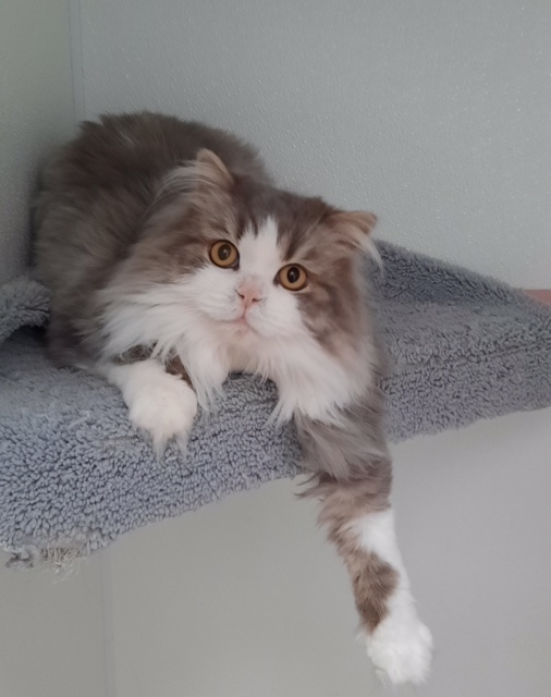 A fluffy gray and white cat with amber eyes lounges on a soft, gray platform, stretching one front leg down over the edge and gazing directly at the camera.