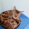 A Bengal cat with a brown spotted coat is curled up on a blue textured blanket, looking toward the camera.