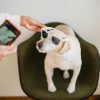 A small white dog wearing sunglasses sits on a dark chair while a person takes its photo with a smartphone. Another hand is adjusting the sunglasses on the dogs head.