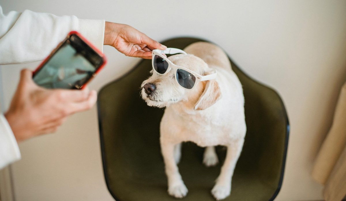 A small white dog wearing sunglasses sits on a dark chair while a person takes its photo with a smartphone. Another hand is adjusting the sunglasses on the dogs head.
