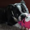 A black and white puppy lies on a carpet, playfully chewing on a pink, spiky toy with big cartoon eyes and purple spots.