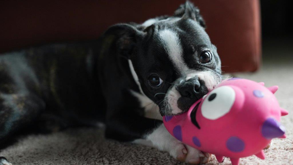 A black and white puppy lies on a carpet, playfully chewing on a pink, spiky toy with big cartoon eyes and purple spots.