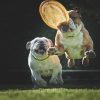 Two bulldogs playing outside; one jumps in the air to catch a frisbee while the other runs behind, both looking excited on a grassy field with a dark background.