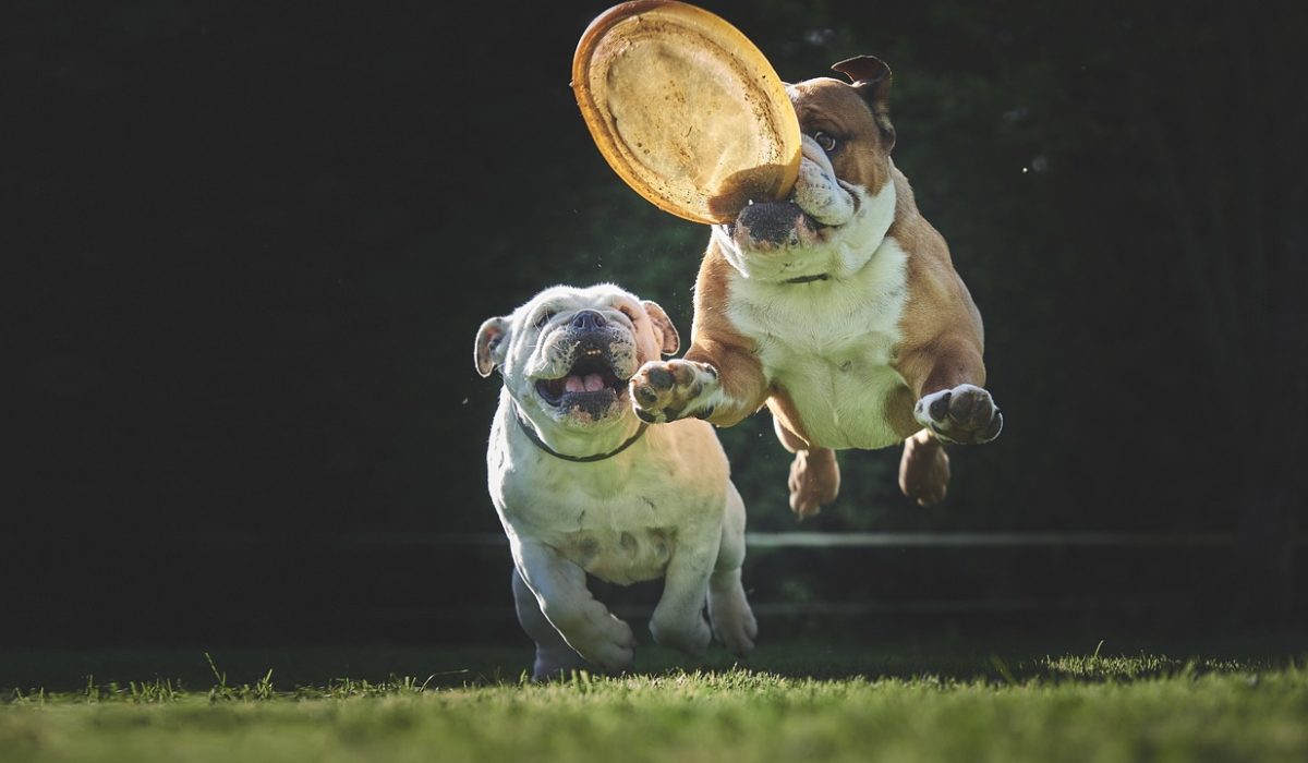 Two bulldogs playing outside; one jumps in the air to catch a frisbee while the other runs behind, both looking excited on a grassy field with a dark background.