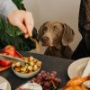 A gray dog sits at a dining table, looking up expectantly as people serve food. Plates of fruit, vegetables, and a roasted chicken are on the table, and a woman in black is seated with her arms crossed.
