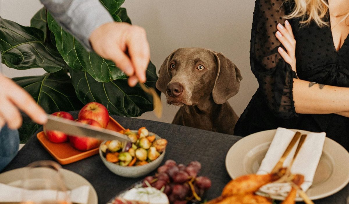 A gray dog sits at a dining table, looking up expectantly as people serve food. Plates of fruit, vegetables, and a roasted chicken are on the table, and a woman in black is seated with her arms crossed.