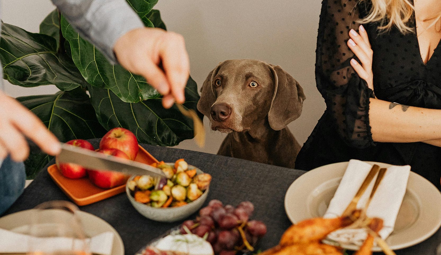 Picture of Toxic and Safe Foods for Dogs - Starr Pet Resort
