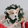 A corgi dog sits on a couch with a festive wreath decorated with white bows around its neck. A person in a red sleeve holds the wreath, and a red gift box with a white ribbon is nearby.