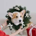 A corgi dog sits on a couch with a festive wreath decorated with white bows around its neck. A person in a red sleeve holds the wreath, and a red gift box with a white ribbon is nearby.