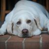 A yellow Labrador retriever lies down with its head resting on a brick surface, looking forward with a calm, gentle expression.