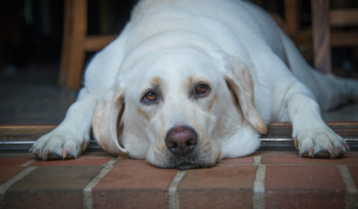 A yellow Labrador retriever lies down with its head resting on a brick surface, looking forward with a calm, gentle expression.