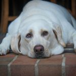 A yellow Labrador retriever lies down with its head resting on a brick surface, looking forward with a calm, gentle expression.