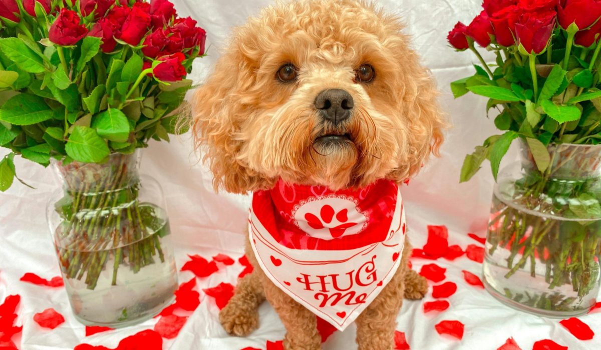 A curly-haired dog wears a red and white “Hug Me” bandana, sitting between two vases of red roses on a white backdrop, with scattered rose petals on the floor.
