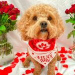 A curly-haired dog wears a red and white “Hug Me” bandana, sitting between two vases of red roses on a white backdrop, with scattered rose petals on the floor.
