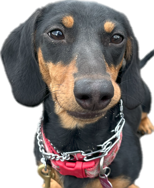 Trusted by Sonoma County Pet Families Since 2003