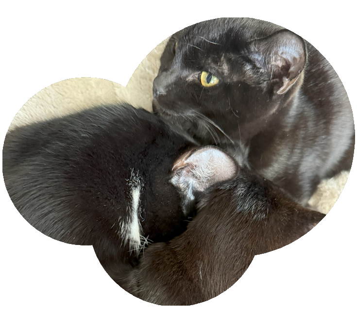 Compassionate Care for Every Pet