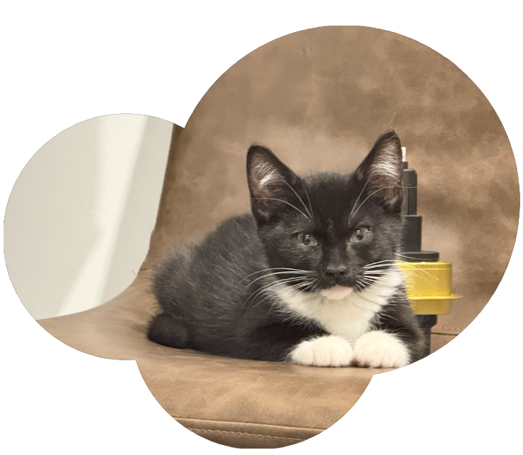 Deluxe Cat Boarding Suites in Sonoma County