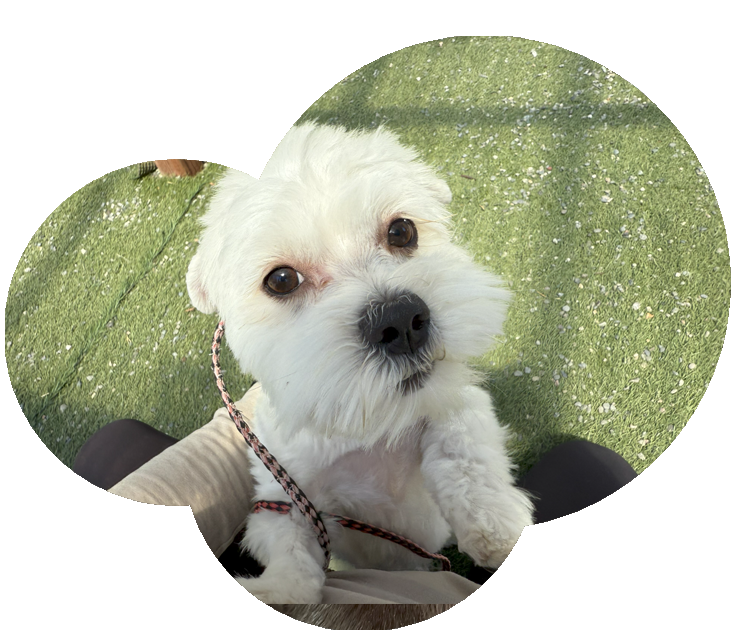 Premium Pet Boarding for Cats and Dogs