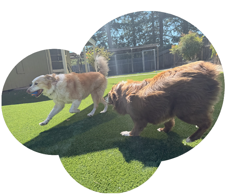 Dog Boarding Features