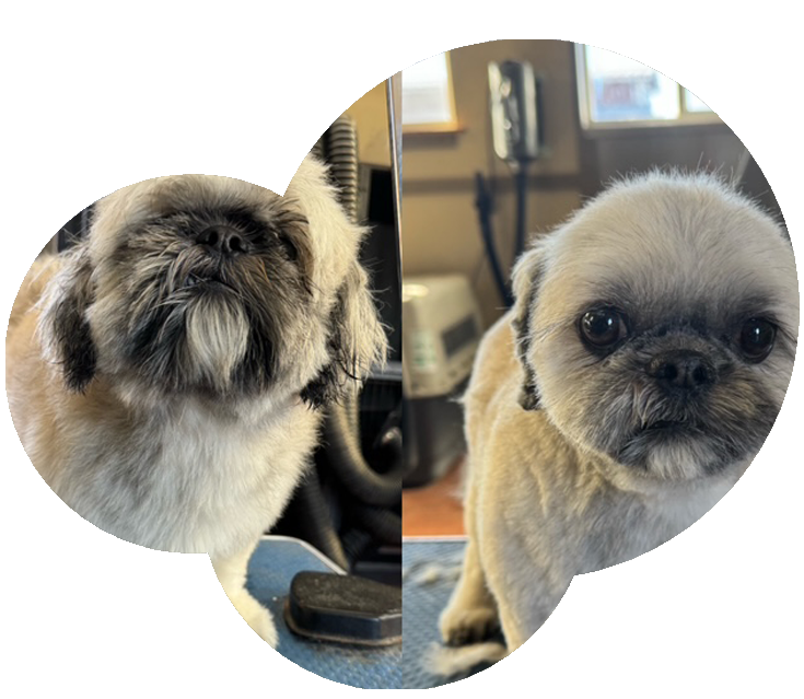 Full Grooms & Bath Services