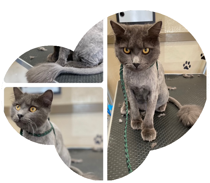 Pet Grooming Services in Sonoma County, Santa Rosa & Windsor