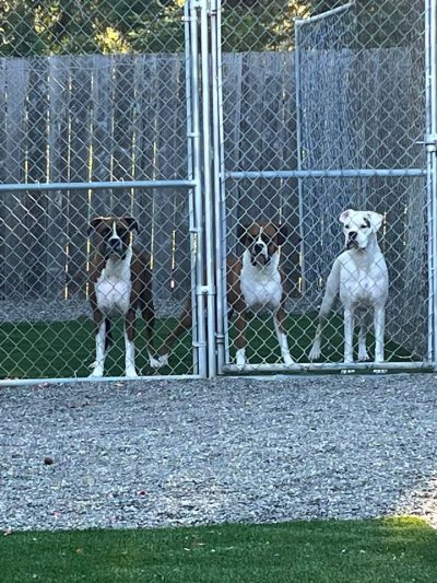 The three amigos❤️❤️❤️